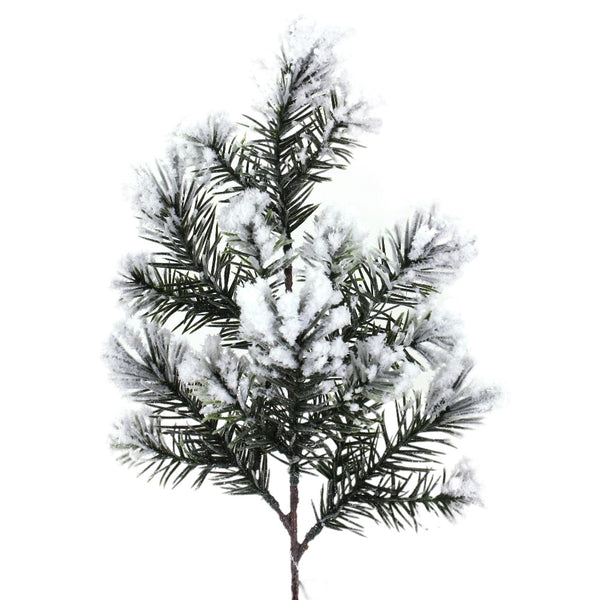 Branche pin avec neige