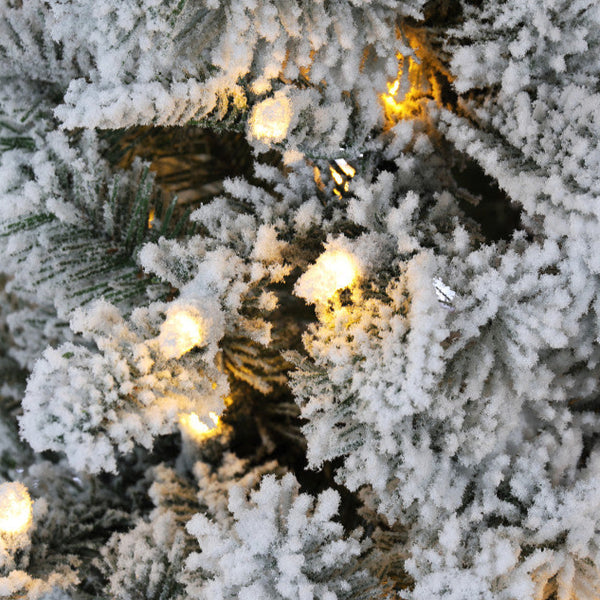 Sapin Torino