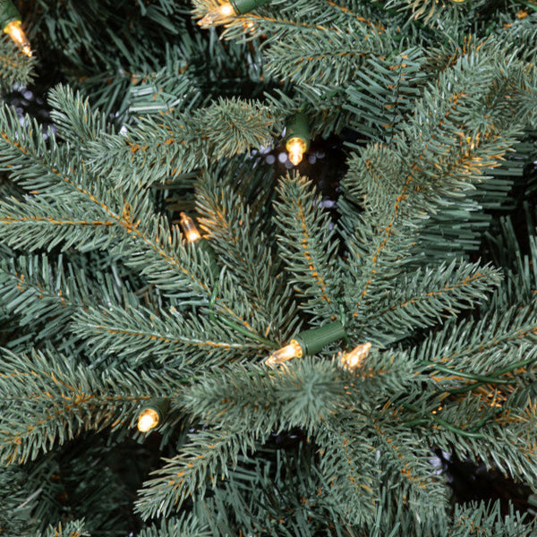 Sapin Venise
