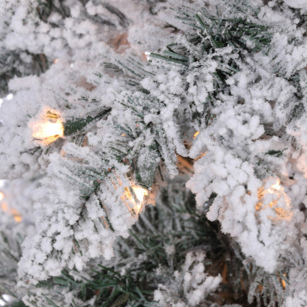 Sapin Aleutian
