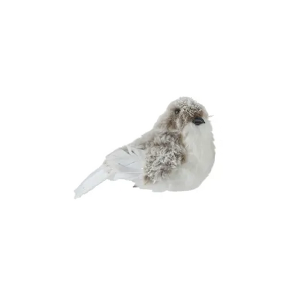 Oiseau pince brun