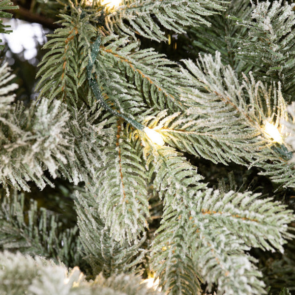 Sapin Saint-Sauveur