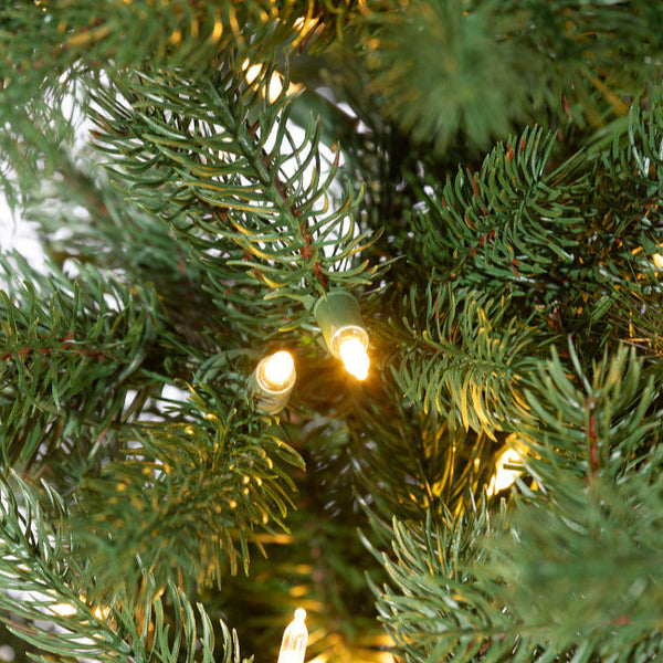 Sapin Hollywood