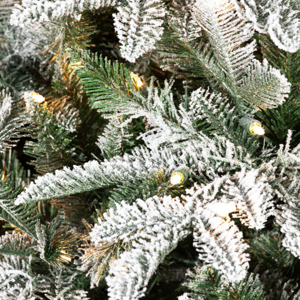 Sapin Mont Blanc