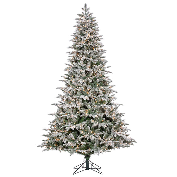 Sapin Mont Blanc
