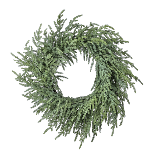 Couronne pin de Norfolk fraîchement coupée vert pâle 24"