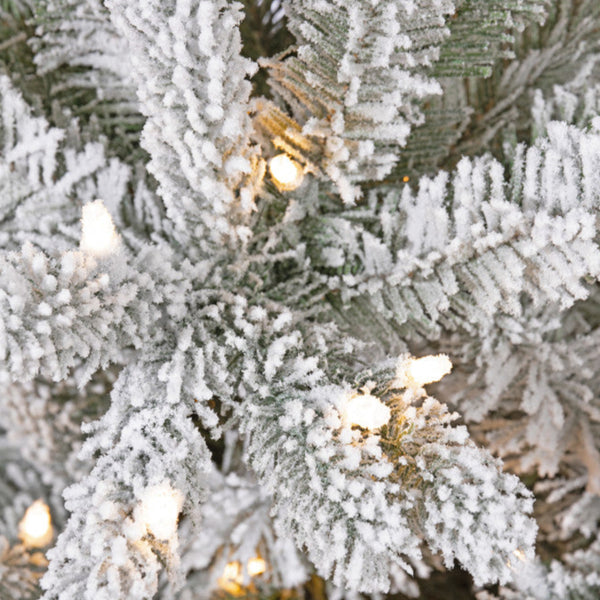 Sapin Mont Tremblant