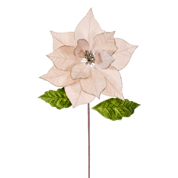 Tige de poinsettia champagne 20" fleur 12"