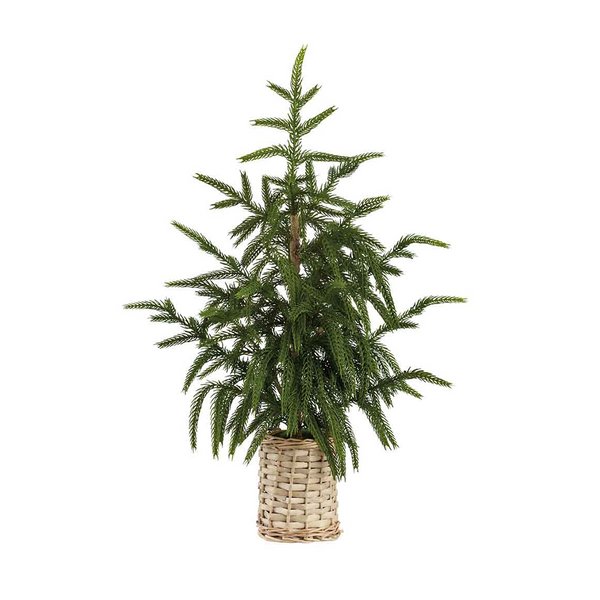 Decorative Cypress in Natural Basket 21''