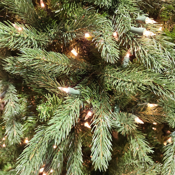 Sapin Miami